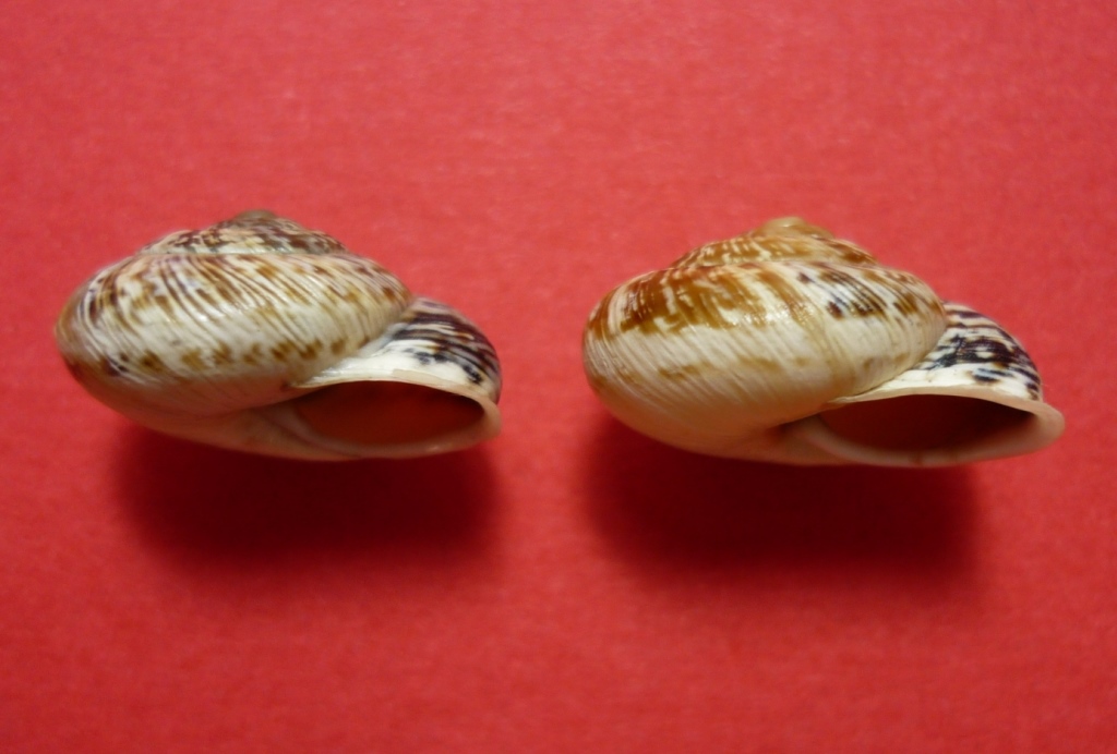 Isola Maggiore sul Trasimeno